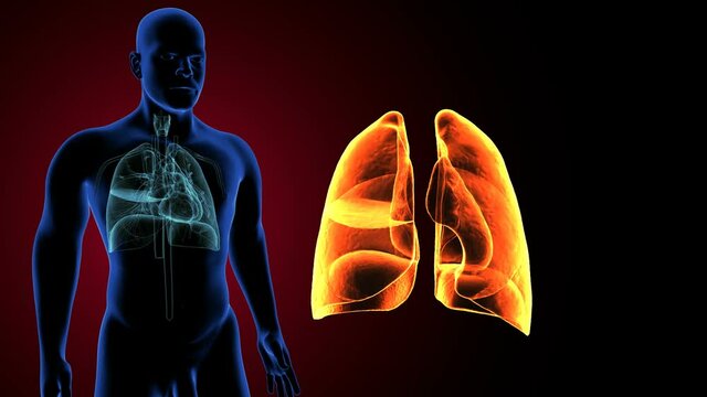3d illustration of human respiratory system lungs anatomy
