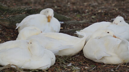 Obraz premium a group of ducks