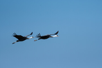 Pair of hooded cranes flying with back of blue sky