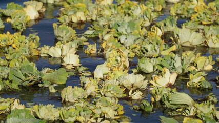 Obraz na płótnie Canvas lilly pads in the pond