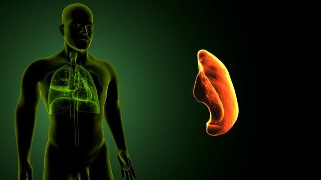 3d illustration of human lungs parts anatomy.