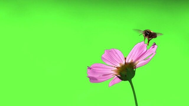 bee with nectar on its paws sits on a flower. slow motion. green screen.