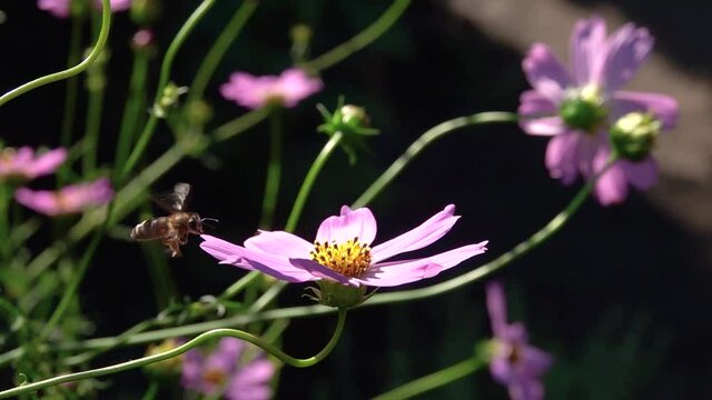 A bee sits on a Kosmeya flower on a black background. slow motion.