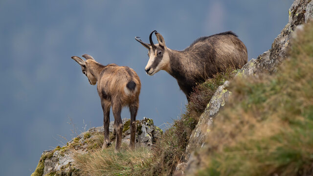 Chamois Des Vosges