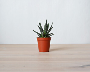 Haworthia concolor green house plant in brown pot on wooden desk over white	