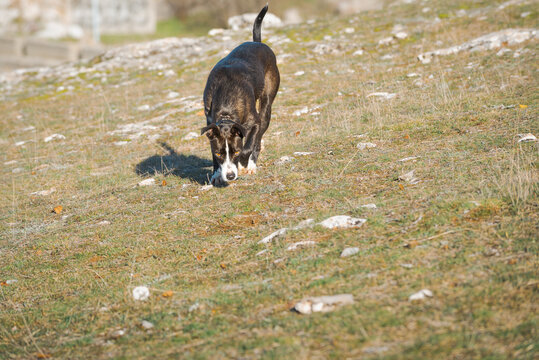 Medium Size Black Male Dog Walking Free In The Forest