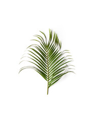 Green single leaf of palm tree on white background.