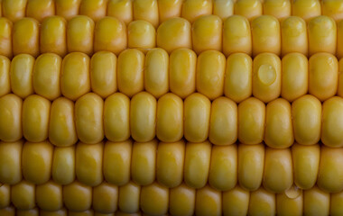 Head of raw yellow corn, texture