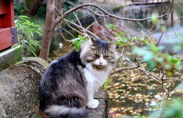 座るねこ　グレー白　秋　落ち葉　ラグドール風