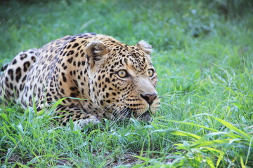 Fototapeta na wymiar leopard crawling in the grass