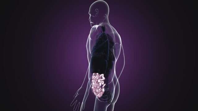Small Intestine 3D Illustration Human Digestive System