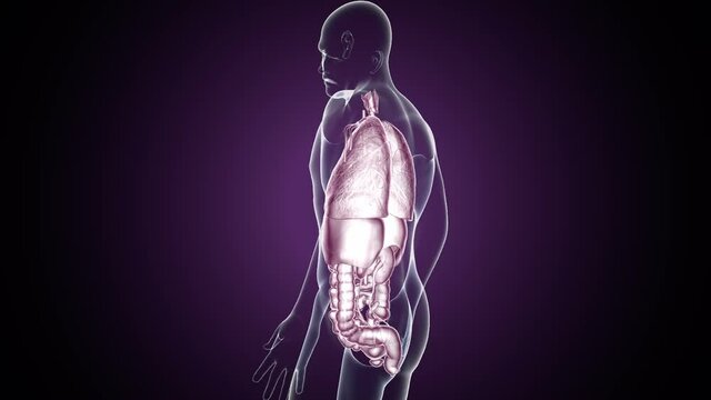 3d illustration of human digestive system anatomy .