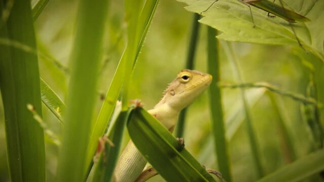 An juvenile Oriental Garden Lizard also known as Changeable Lizard or Calotes versicolor hiding among the green blades of grass for protection
