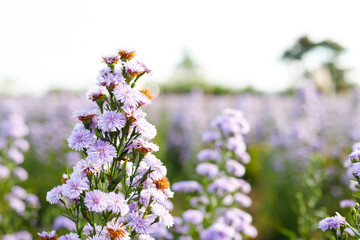 Purple margaret garden Full bloom