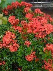 Naklejka premium red and yellow flowers on november 27, 2020 in aceh, indonesia