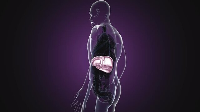 liver 3d illustration human digestive system anatomy