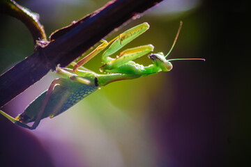 grasshopper on a leaf