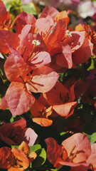 photo of artistic bougainvillea hybrid in the garden