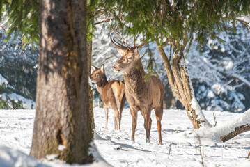 Red Deer In The Winter Forest