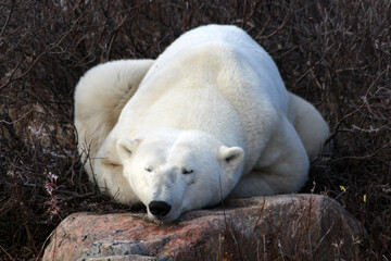 Obraz na płótnie Canvas Polar bear on the tundra of Hudson Bay