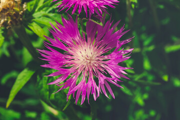 Knapweed close-up. Purple bright flower on a background of green leaves. Beautiful botanical floral background. Flowering plant from above view