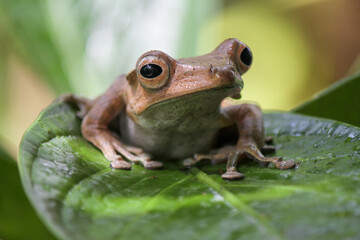 Polypedates otylophus, eared tree frog on the leaf