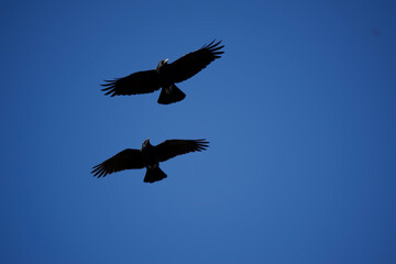 zwei Krähen fliegend am blauen Himmel