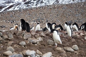 A large number of penguins are frolicking on the stone plain.