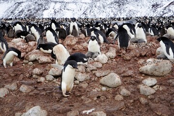 A large number of penguins are frolicking on the stone plain.