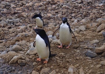 Naklejka premium There are three cute Adelie penguins on the stone plain.