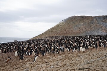 A large number of penguins are frolicking on the stone plain.
