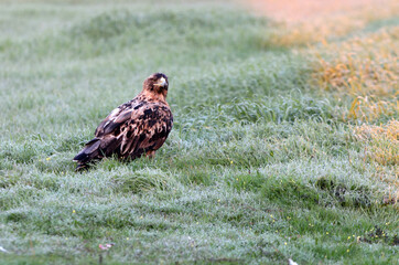 Spanish Imperial Eagle five years old female with the first lights of the morning