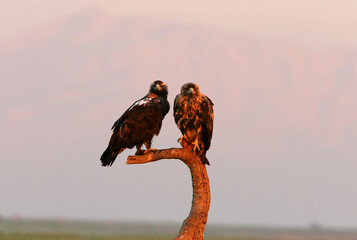 Spanish Imperial Eagle adult female and four years old male at his favorite watchtower with the...