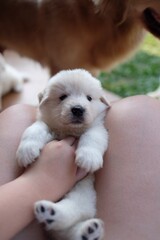 Samoyed - Golden Lovely Pups 