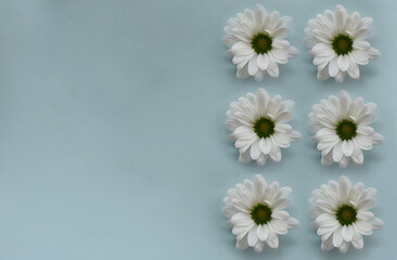 Fototapeta na wymiar Blooming white daisies arranged in a row on a delicate blue background.