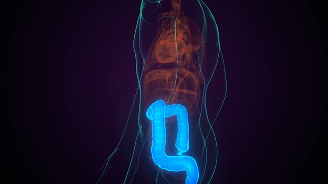large intestine 3d illustration human digestive system