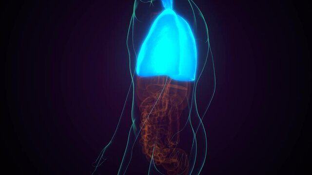 3d illustration of human respiratory system lungs anatomy
