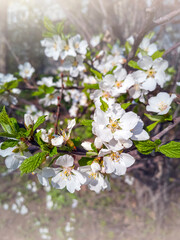 White blooming apple trees in spring sunny day. The freshness of spring.