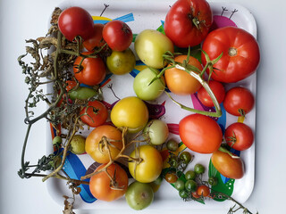 Pomodori dell'orto in maturazione