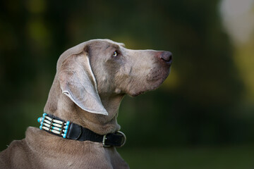 Selective focus shot of an adorable brown Weimaraner dog