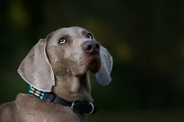 Selective focus shot of an adorable brown Weimaraner dog