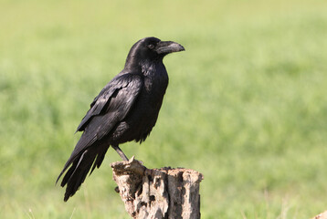 Common raven with the first light of dawn