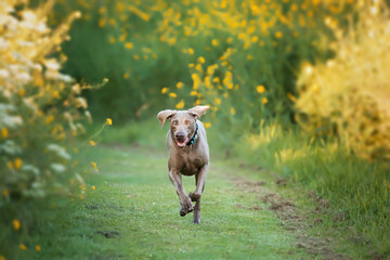 Selective focus shot of an adorable brown Weimaraner dog