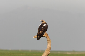 Spanish Imperial Eagle adult female at his favorite watchtower with the first light of dawn