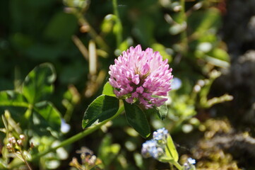 blooming clover