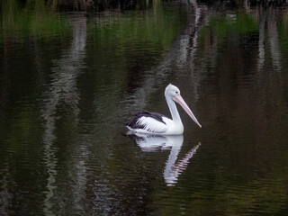 pelicans on the lake