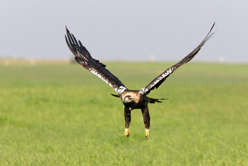 Spanish Imperial Eagle adult female flying with the first light of dawn