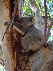 koala in tree