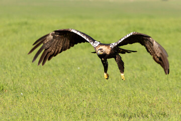 Spanish Imperial Eagle adult female flying with the first light of dawn