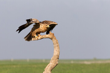 Spanish Imperial Eagle one-year-old female at his favorite watchtower with the first light of dawn